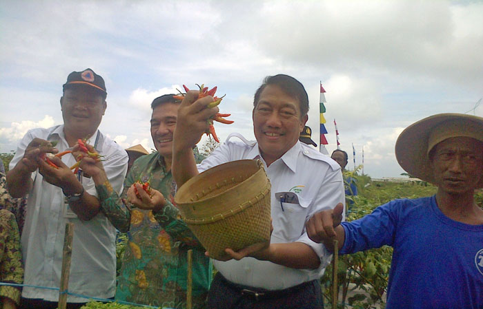 Panen Cabai dari Lima Kecamatan di Magelang Capai 11.877 Ton